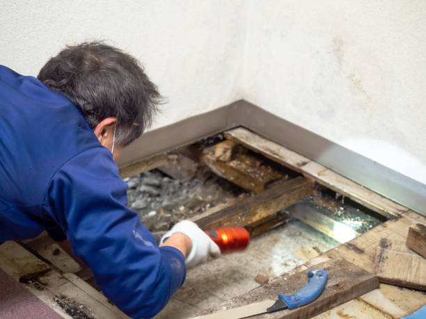 Best Crawl Space Mold Removal  in Greer, SC