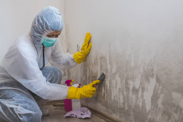 Crawl Space Mold Removal in Greer, SC