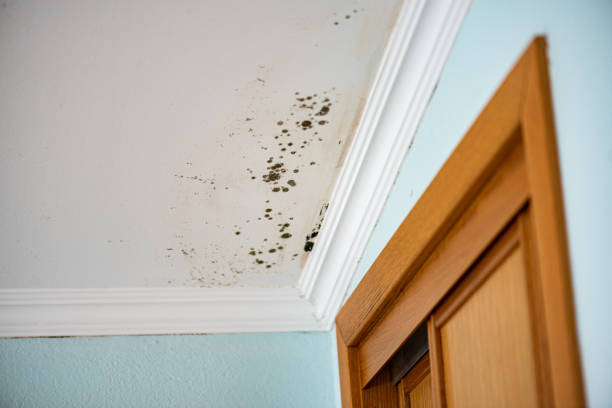 Best Mold Cleaning Services  in Greer, SC