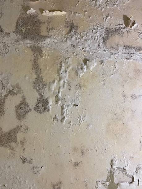Trusted Greer, SC Mold Removal Experts