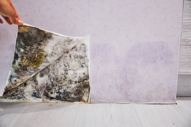 Best Mold Remediation  in Greer, SC